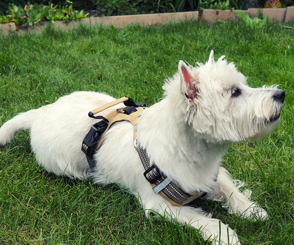 odpowiednie szelki bezuciskowe