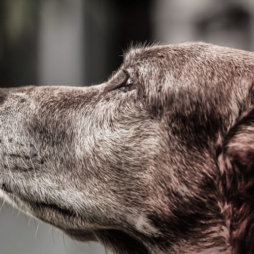 Karma dla psiego seniora – jak zadbać o zdrowie i dobre samopoczucie starszego czworonoga?