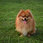 pies-pomeranian