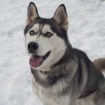 pies-husky