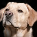 pies-labrador