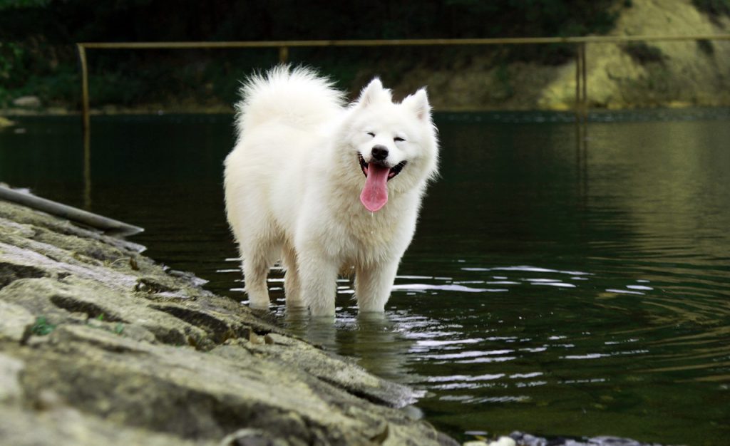 pies-samoyed