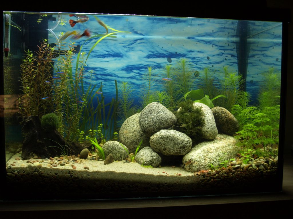 rodzaje glonów w akwariach