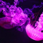 meduza w akwarium