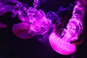 meduza w akwarium