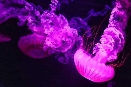 Meduza w akwarium – nowe wyzwanie dla akwarystów