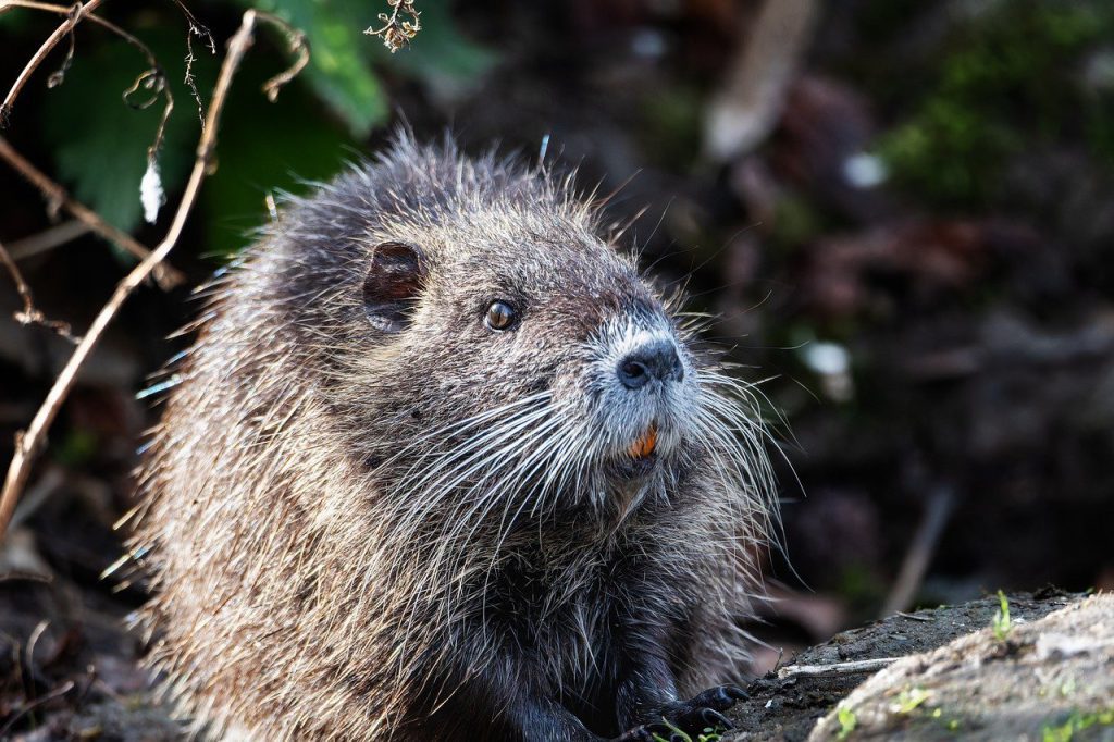 nutria hodowlana