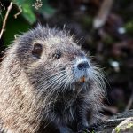 nutria hodowlana