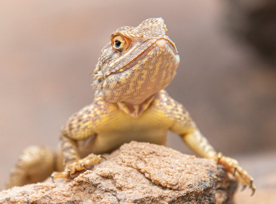 Agama Brodata ile żyje i jak wygląd hodowla