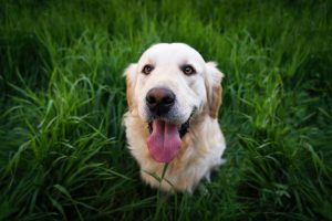 dlaczego pies je trawe