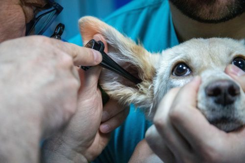 Badanie parazytologiczne – diagnoza i leczenie chorób pasożytniczych