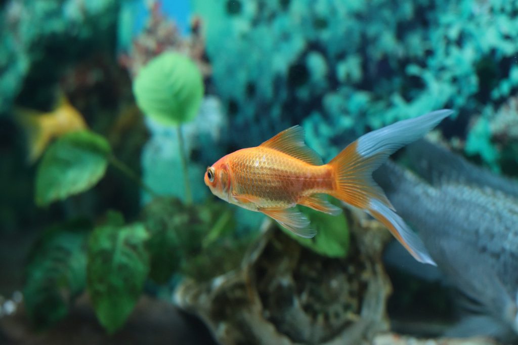 jaka temperatura w akwarium