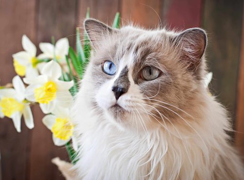 Ragdoll – opis rasy kota