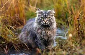 Kot norweski leśny - opis rasy