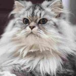 Maine Coon - opis rasy kota