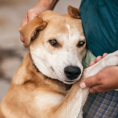 Adopcja psa ze schroniska – czym karmić nowego członka rodziny?