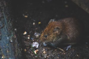 Jak pozbyć się myszy z domu raz na zawsze? - bezpieczne i humanitarne sposoby