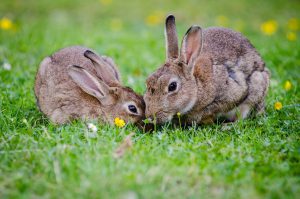 Ile żyją króliki? Przewodnik po ich średniej długosci życia