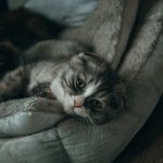 Ile żyją koty po sterylizacji? Jak wpływa to na ich długość życia i zdrowie?