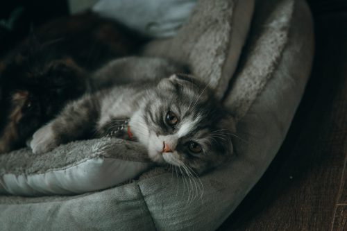 Ile żyją koty po sterylizacji? Jak wpływa to na ich długość życia i zdrowie?