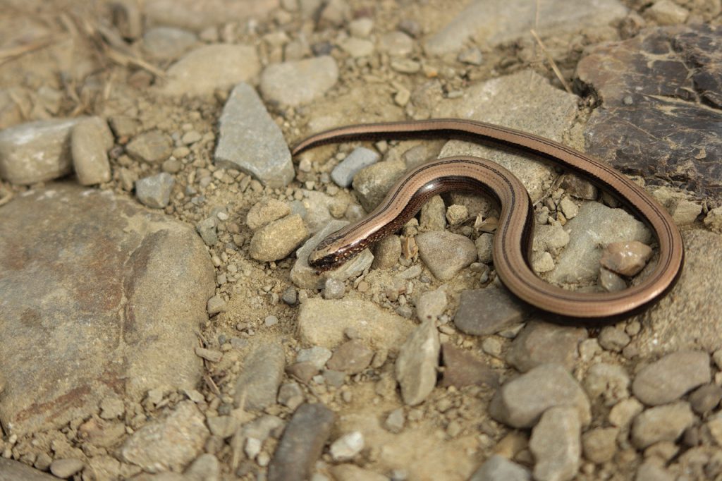 jak wygląda padalec?