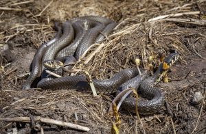 jakie węże żyją w polsce?