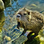 jak wygląda nutria?