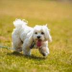 ile żyją shih tzu?