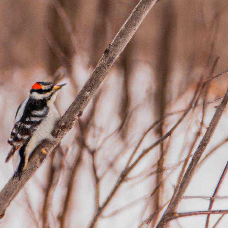 Czy dzięcioł zapada w sen zimowy?