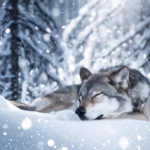 Czy wilk zapada w sen zimowy?