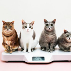 Ile powinien ważyć kot?