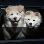 Ile żyją chow chow?