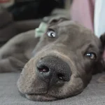 Ile żyje dog niemiecki?