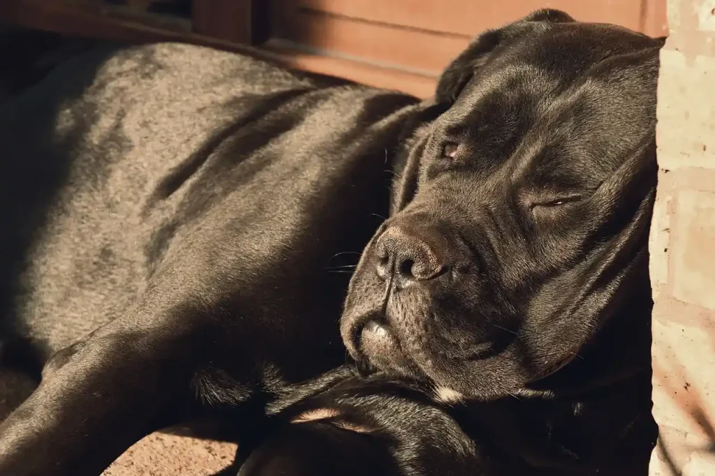 Ile żyją cane corso?