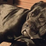 Ile żyją cane corso?