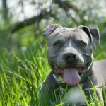 ile żyją amstaffy?