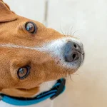 Jack Russell terrier - charakter