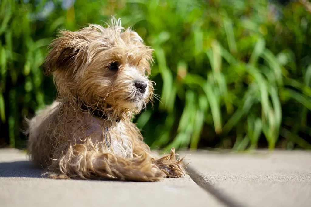 Maltipoo ile zyje?