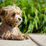 Maltipoo ile zyje?