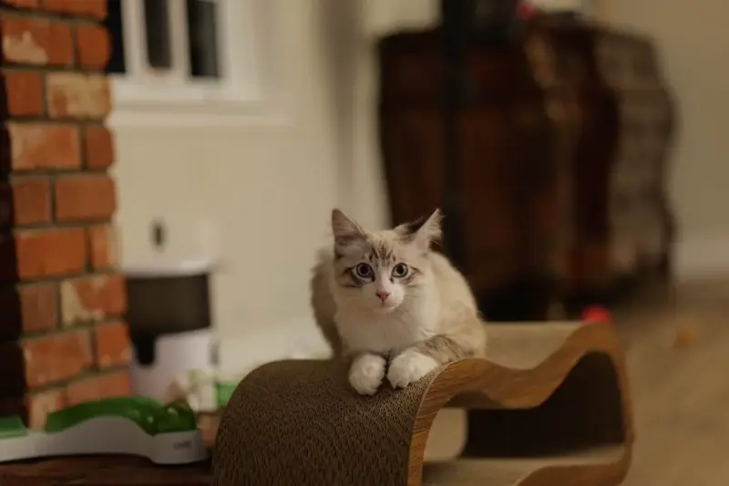 jaki drapak warto wybrać